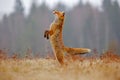 Red Fox hunting, Vulpes vulpes, wildlife scene from Europe. Orange fur coat animal in the nature habitat. Fox on the green forest Royalty Free Stock Photo