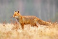Red Fox hunting, Vulpes vulpes, wildlife scene from Europe. Orange fur coat animal in the nature habitat. Fox on the green forest