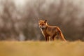 Red Fox hunting, Vulpes vulpes, wildlife scene from Europe. Orange fur coat animal in the nature habitat. Fox on the green forest Royalty Free Stock Photo