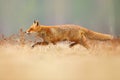 Red Fox hunting, Vulpes vulpes, wildlife scene from Europe. Orange fur coat animal in the nature habitat. Fox on the green forest Royalty Free Stock Photo