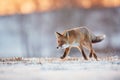 Red Fox hunting, Vulpes vulpes, wildlife scene from Europe.An animal in its natural habitat. Beautiful young fox on a snowy meadow Royalty Free Stock Photo