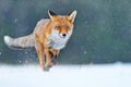 Red Fox hunting, Vulpes vulpes, wildlife scene from Europe. Orange fur coat animal in the nature habitat. Fox on the winter forest Royalty Free Stock Photo