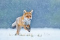 Red Fox hunting, Vulpes vulpes, wildlife scene from Europe. Orange fur coat animal in the nature habitat. Fox on the winter forest Royalty Free Stock Photo