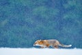 Red Fox hunting, Vulpes vulpes, wildlife scene from Europe. Orange fur coat animal in the nature habitat. Fox on the winter forest