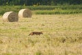 Red Fox hunting Royalty Free Stock Photo