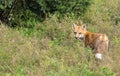Red Fox Hunting in a Wooded Area of North Rustico PEI Royalty Free Stock Photo