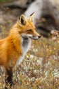 Red Fox Royalty Free Stock Photo