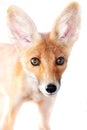 Red fox isolated on white background