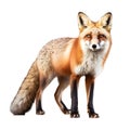 Red fox isolated on white background. Side view. 3D illustration.