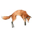 Red fox jump animal. Watercolor illustration. Wild cute hunting fox. Wildlife furry animal with red fur and black paws