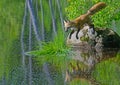 Red Fox jumping from large rock to patch of grass. Royalty Free Stock Photo