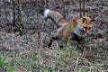 Red Fox jumping on prey Royalty Free Stock Photo