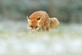 Red Fox jumping , Vulpes vulpes, wildlife scene from Europe. Orange fur coat animal in the nature habitat. Fox on the green forest Royalty Free Stock Photo