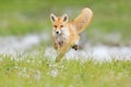 Red Fox jumping , Vulpes vulpes, wildlife scene from Europe. Orange fur coat animal in the nature habitat. Fox on the green forest Royalty Free Stock Photo