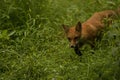 Red Fox Juvenile Stalk Royalty Free Stock Photo