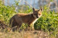 Red Fox Kit Royalty Free Stock Photo