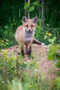 Red fox kit, baby Royalty Free Stock Photo