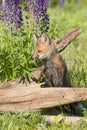 Red Fox kit in lupine flowers