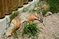 Red Fox Kit Sleeping Royalty Free Stock Photo
