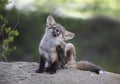 A Red fox kit Vulpes vulpes having a good scratch deep in the forest in early spring in Canada Royalty Free Stock Photo