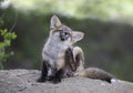 A Red fox kit Vulpes vulpes having a good scratch deep in the forest in early spring in Canada Royalty Free Stock Photo