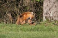 Red Fox With Kit