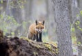 A Red fox kit Vulpes vulpes standing on top of a mossy log deep in the forest in early spring in Canada
