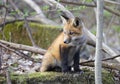 A Red fox kit Vulpes vulpes standing beside a tree deep in the forest in early spring in Canada