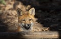 A Red fox kit Vulpes vulpes standing beside a tree deep in the forest in early spring in Canada