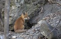 A Red fox kit Vulpes vulpes coming out of its den deep in the forest in early spring in Canada