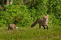 Red Fox Kit Vulpes vulpes Follows Mother Out of Woods