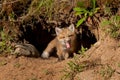 Red Fox Kit Vulpes vulpes Sits in Den Entrance