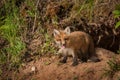 Red Fox Kit Vulpes vulpes Sits Outside Den Royalty Free Stock Photo