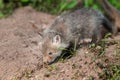 Red Fox Kit (Vulpes vulpes) Sniffs Ground Outside Den Royalty Free Stock Photo