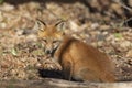A Red fox kit Vulpes vulpes standing in front of its den deep in the forest in early spring in Canada