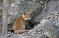 A Red fox kit Vulpes vulpes standing in front of its den deep in the forest in early spring in Canada