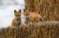 Red Fox Kits on a Bale of Hay Royalty Free Stock Photo