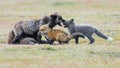 Red Fox kits being fed by their mother as others arrive Royalty Free Stock Photo