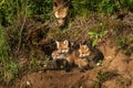 Red Fox Kits in Den (Vulpes vulpes) Mother Watching from Above