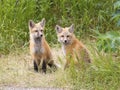 RED FOX KITS ON GREEN GRASS STOCK IMAGE Royalty Free Stock Photo