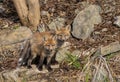 Red fox kits in a rocky meadow deep in the forest in early spring in Canada Royalty Free Stock Photo