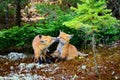 Red Fox kits - stock photo Royalty Free Stock Photo