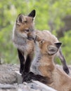 Red fox kits (Vulpes vulpes) playing near the den deep in the forest in early spring in Canada Royalty Free Stock Photo