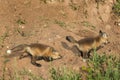 Red Fox Kits (Vulpes vulpes) Play Chase Royalty Free Stock Photo
