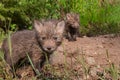 Red Fox Kits (Vulpes vulpes) Stand at Densite Royalty Free Stock Photo