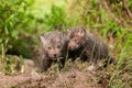 Red Fox Kits (Vulpes vulpes) Stand Outside Den Royalty Free Stock Photo