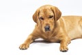 Red fox labrador retriever on white background.