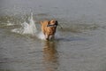 Red Fox Labrador Retriver retrieves dummy from lake