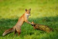 Red fox leaning to tree trunk