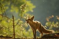 Red fox lick it self in beauty backllight Royalty Free Stock Photo